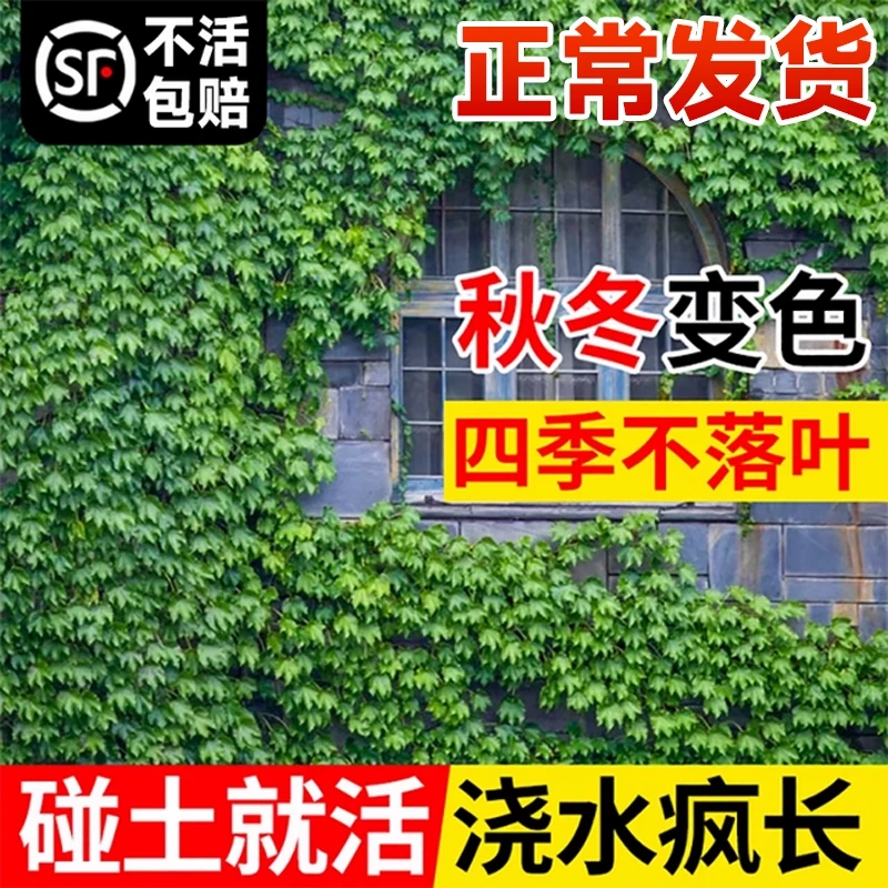 爬山虎种籽树苗不落叶草籽藤条爬藤植物爬墙虎苗三五叶四季种子孑