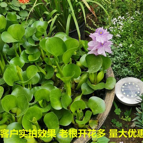 鱼池水草浮水葫芦植物水生包邮水浮莲苗淡水培池塘净化水质