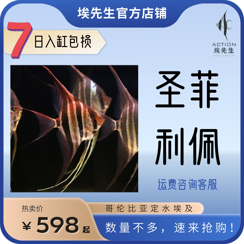 埃先生埃及神仙鱼圣菲利佩进口热带观赏鱼定水活体鱼七天包损包赔_虎窝淘