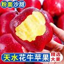 包郵 刮泥輔食產(chǎn)地批發(fā) 一整箱 正宗甘肅天水花牛蘋果新鮮水果應(yīng)當(dāng)季