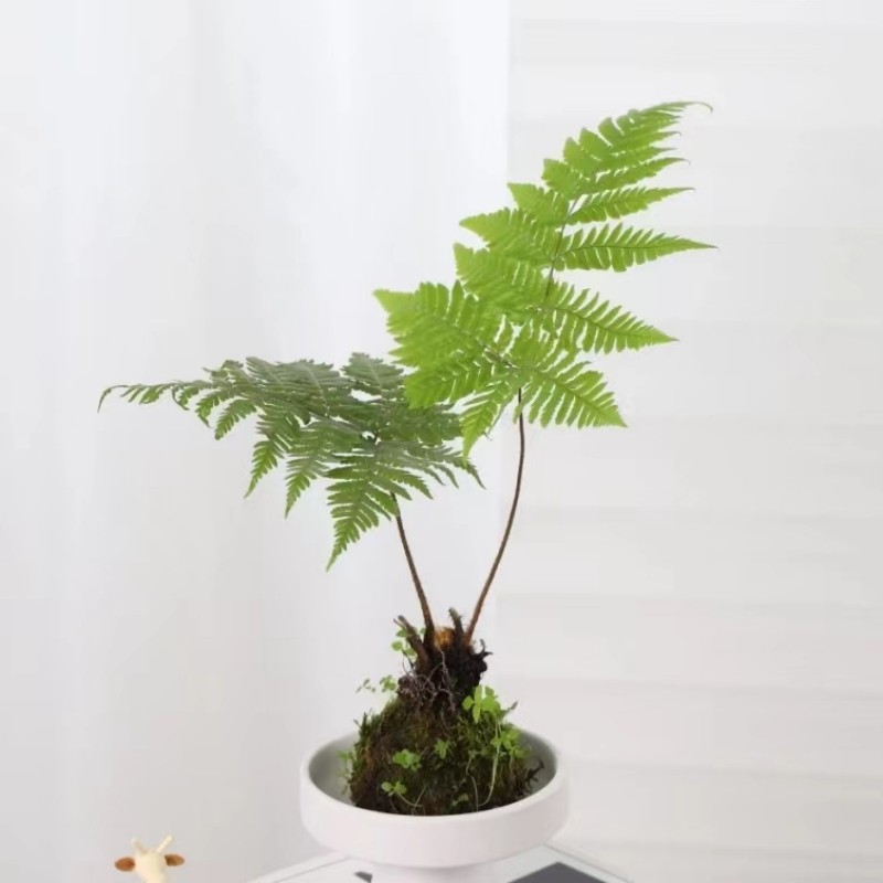 红磷蕨室内客厅书房趣味净化空气