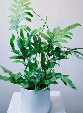 蓝星水龙骨蕨蓝星蕨室内客厅阳台绿植盆栽雨林缸附生造景耐阴好养