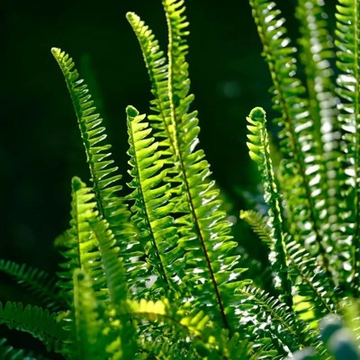 夏威夷肾蕨室内外净化空气