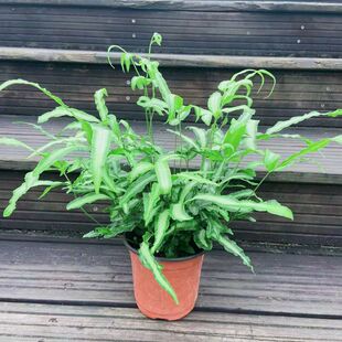 阿波银线蕨叶艺品种室内办公室盆栽雨林缸微景观造景假山鱼池配景