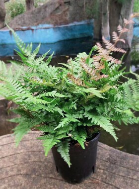 彩虹蕨红盖鳞毛蕨室内盆栽庭院花园观叶植物假山鱼池配景耐寒好养