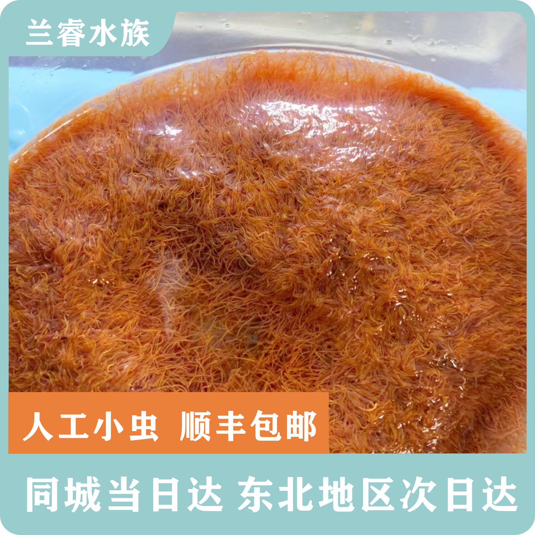 红线虫活鱼食活体线虫水蚯蚓红丝虫大小观赏鱼高蛋白六角饲料进口