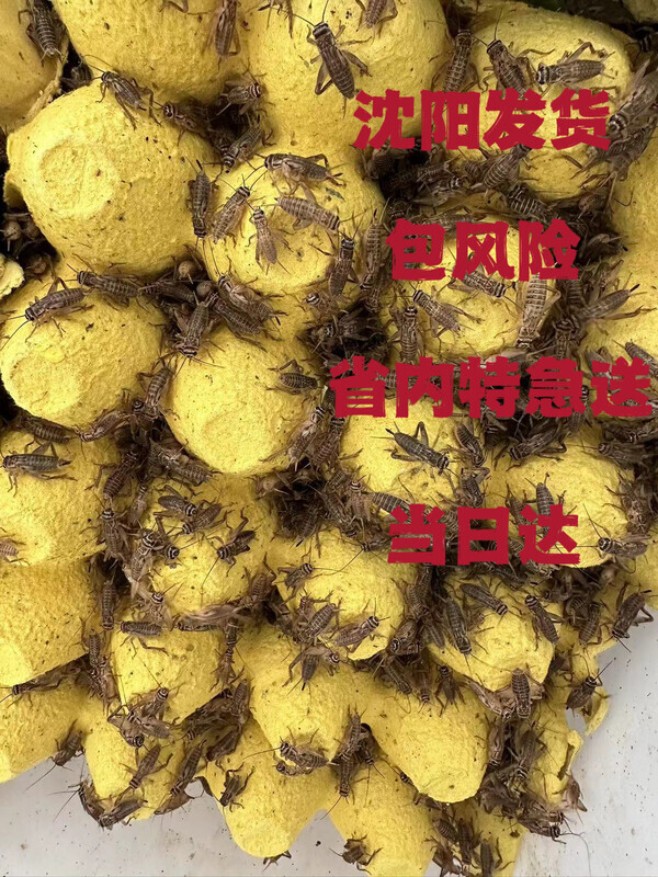 优质油葫芦蛐蛐白蟋蟀活物爬虫宠物守宫蜥蜴蟋蟀饲料粮现货