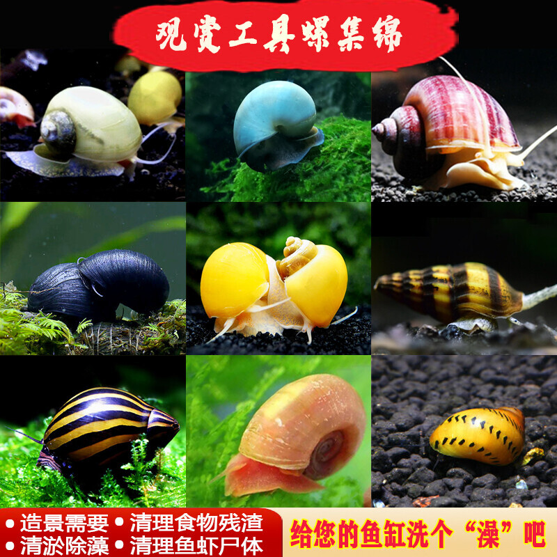 观赏螺黄金斑马苹果黑金刚工具清洁鱼缸草缸螺冷水清道夫除藻清苔