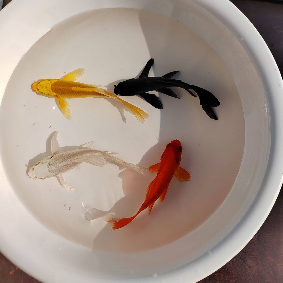 观赏鱼锦鲤冷水淡水活体鱼黄锦鲤黑色鱼红色鱼白锦鲤鱼场直销