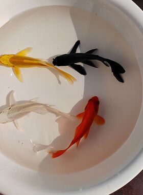 观赏鱼锦鲤冷水淡水活体鱼黄锦鲤黑色鱼红色鱼白锦鲤鱼场直销