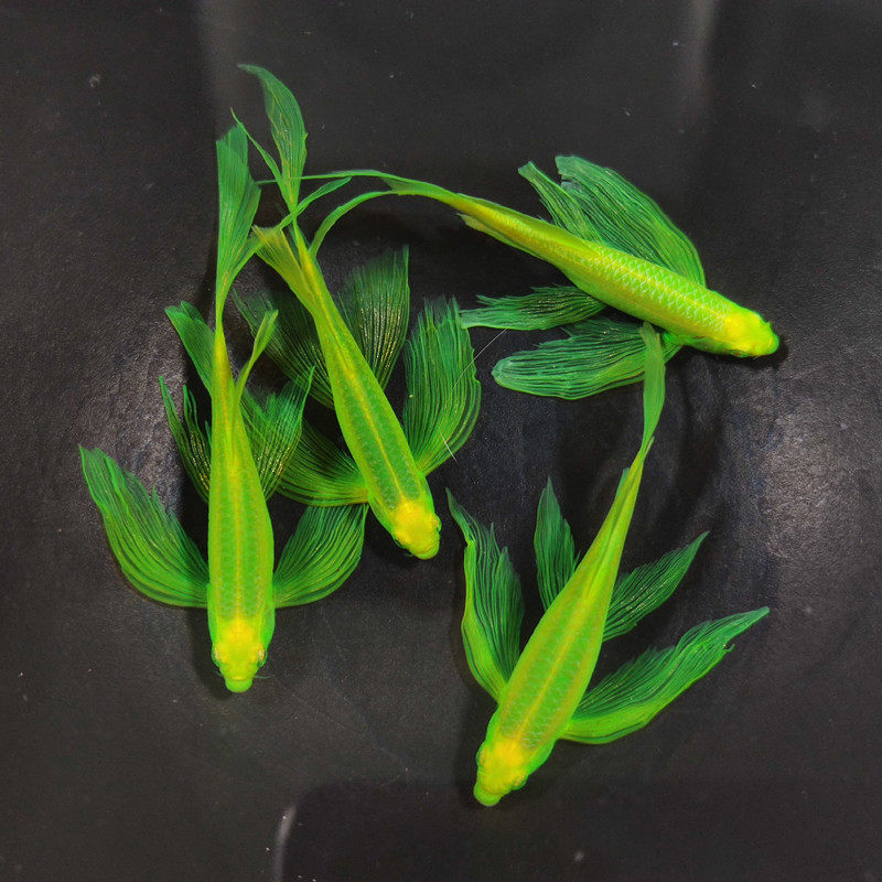 观赏鱼小型热带鱼大帆蝶翼长尾斑马鱼冷水鱼练手活体鱼苗荧光翡翠