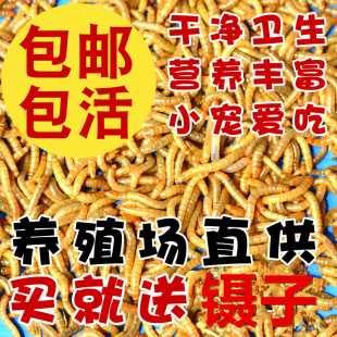 黄粉虫活虫面包虫活体大麦虫蜘蛛蜥蜴鸟银龙仓鼠零食乌龟守宫饲料