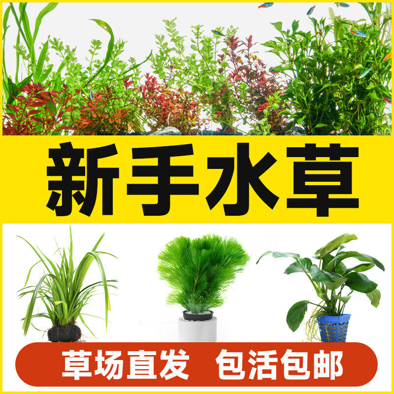 鱼缸活体水草籽阴性造景植物红波趴地矮珍珠懒人水榕沉木淡水莫斯
