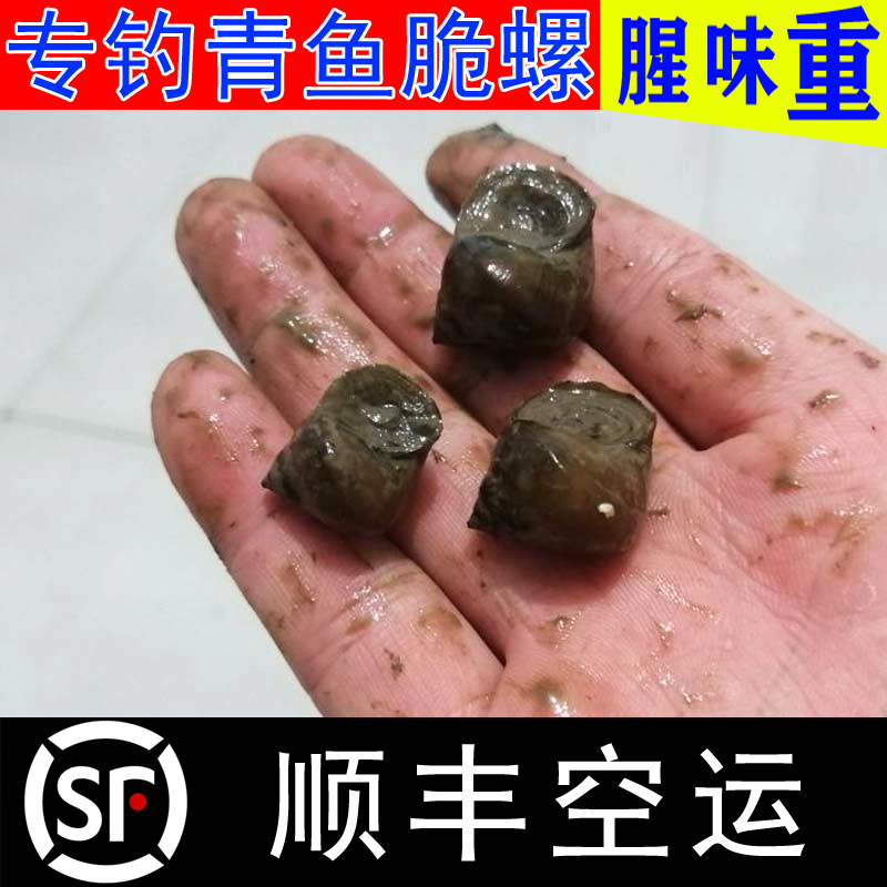 （顺丰空运）脆螺钓青鱼鱼饵鲜活水库池塘活体螺蛳专钓青鱼钓鱼螺