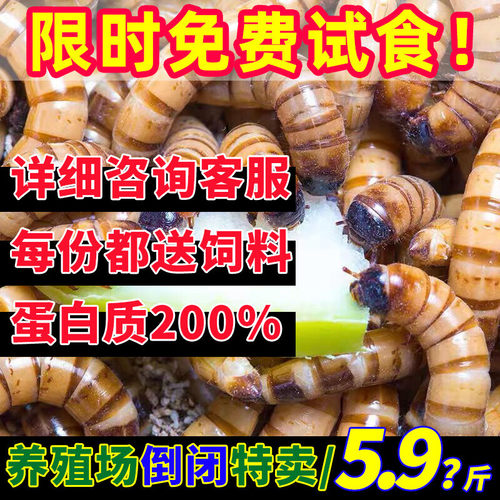 大麦虫活物虫子高蛋白黄粉虫仓鼠观赏鱼鲜活面包虫爬宠物粮食饲料