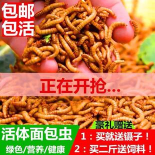 面包虫黄粉虫大麦虫杜比亚蟑螂樱桃蟑螂守宫鬃狮龙猫龙鱼活体饲料