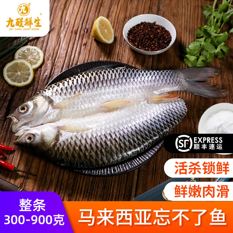 九醒鲜生皇帝鱼盐鲜可煎蒸煮淡水鱼忘不了鱼马来西亚苏丹鱼整条