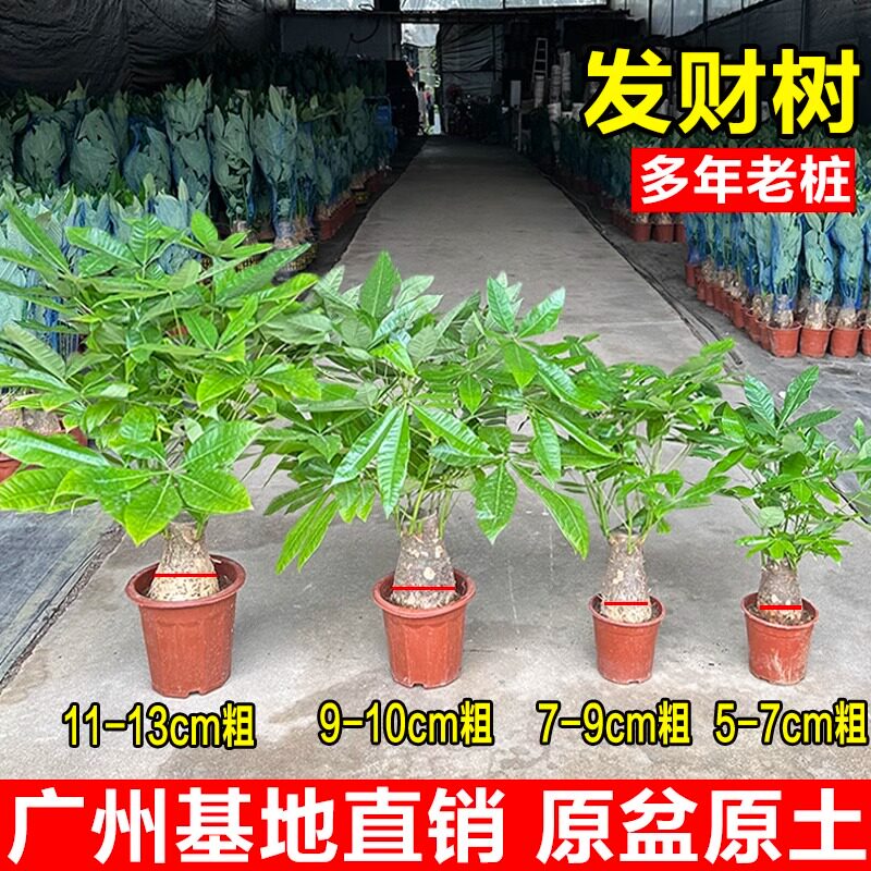 发财树小盆栽植物室内客厅发财树四季常青净化空气吸甲醛小盆景
