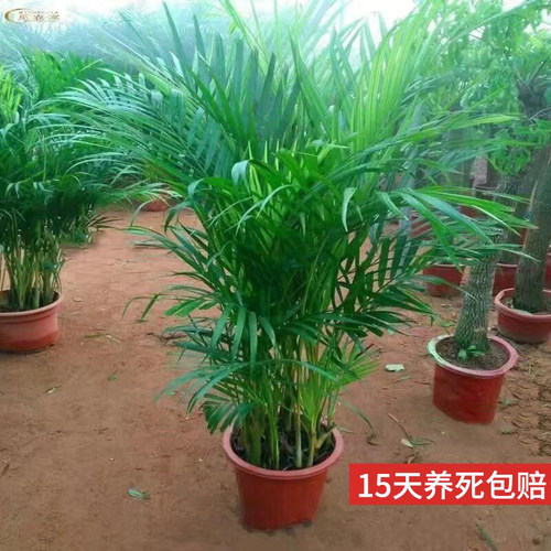 散尾葵富贵椰子凤尾竹客厅绿植