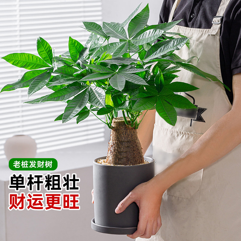 粗杆发财树大小盆栽室内植物四季常青客厅办公招财绿植花卉新开业