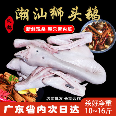 新鲜现杀潮汕特产澄海狮头狮头鹅8-16斤散养光鹅特大纯种鹅肉包邮