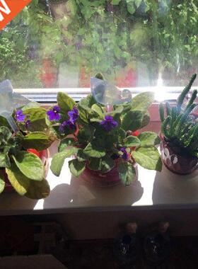 Self Watering Balls Automatic Plant Watering Bulbs House