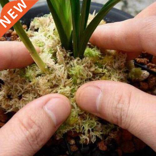 Moss For Potted Plants Green Moss Decorative  Kit Floral