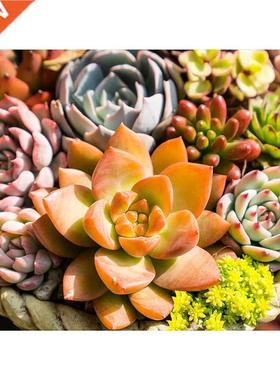 dult Dimond Pinting Full Dimond Dimond Gem Pint Crft