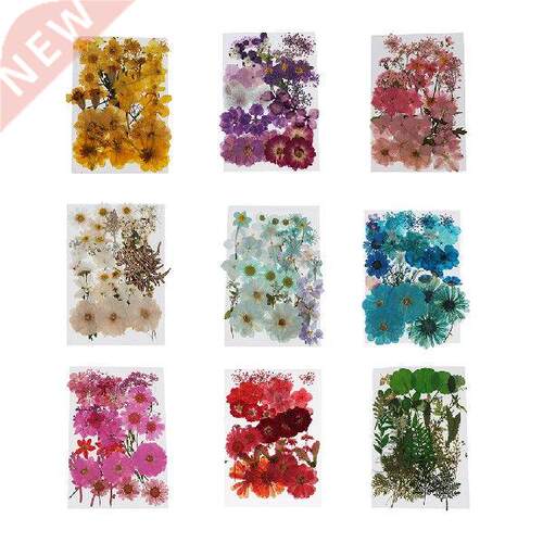 Mixed Multiple Real Dried Pressed Flowers Colorful Leaves