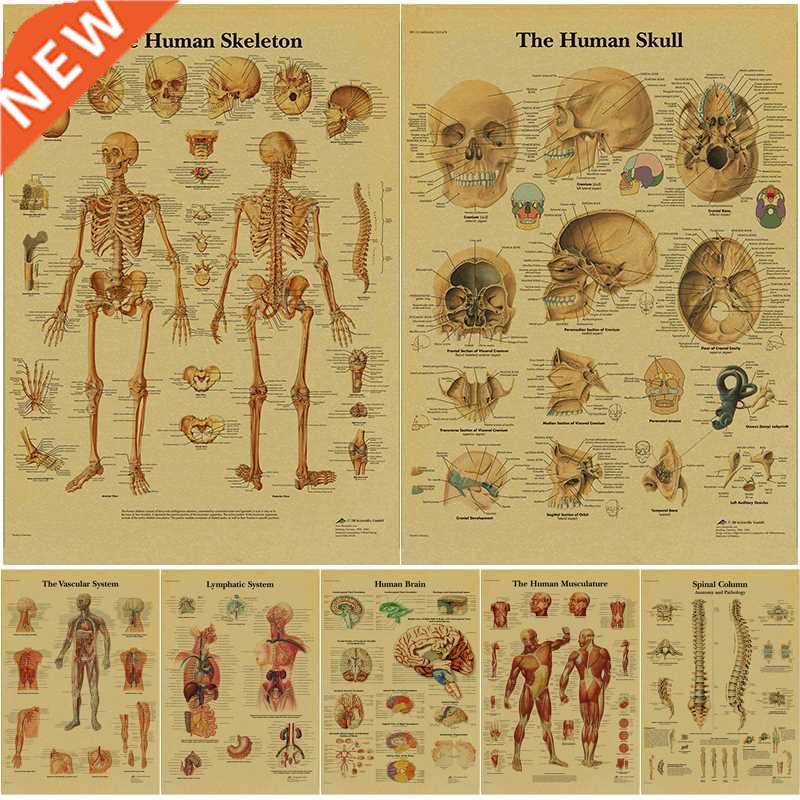 Anatomy and Physiology The Body Structure Poster Skeleton Re