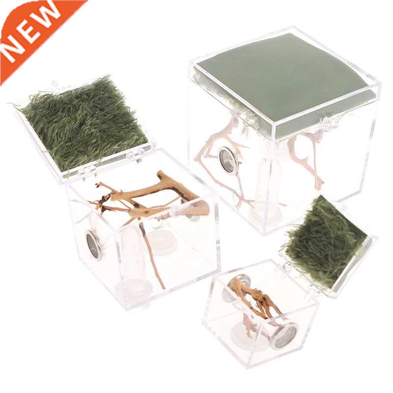 Black Widow Spider Small Insect Breathable Terrarium Transpa