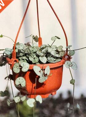 Home Office Flower Pot Drainage Hole Plastic Modern Hanging