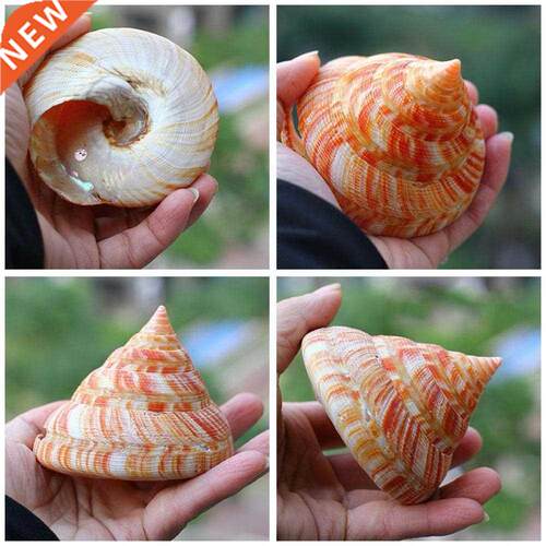 Orange Tower Conch Sea Snail Green Natural Shells Conch