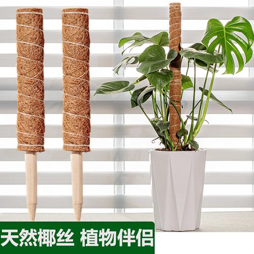 龟背竹植物支撑杆绿萝固定架天然
