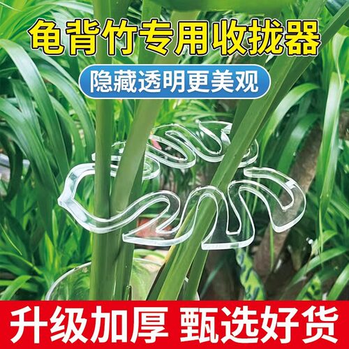 龟背竹支撑杆防倒伏春雨支架固定