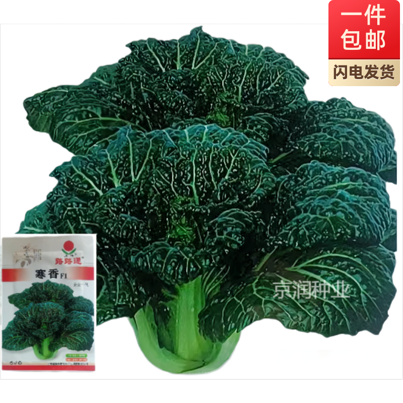 扬研四季不易抽苔高产青菜耐寒