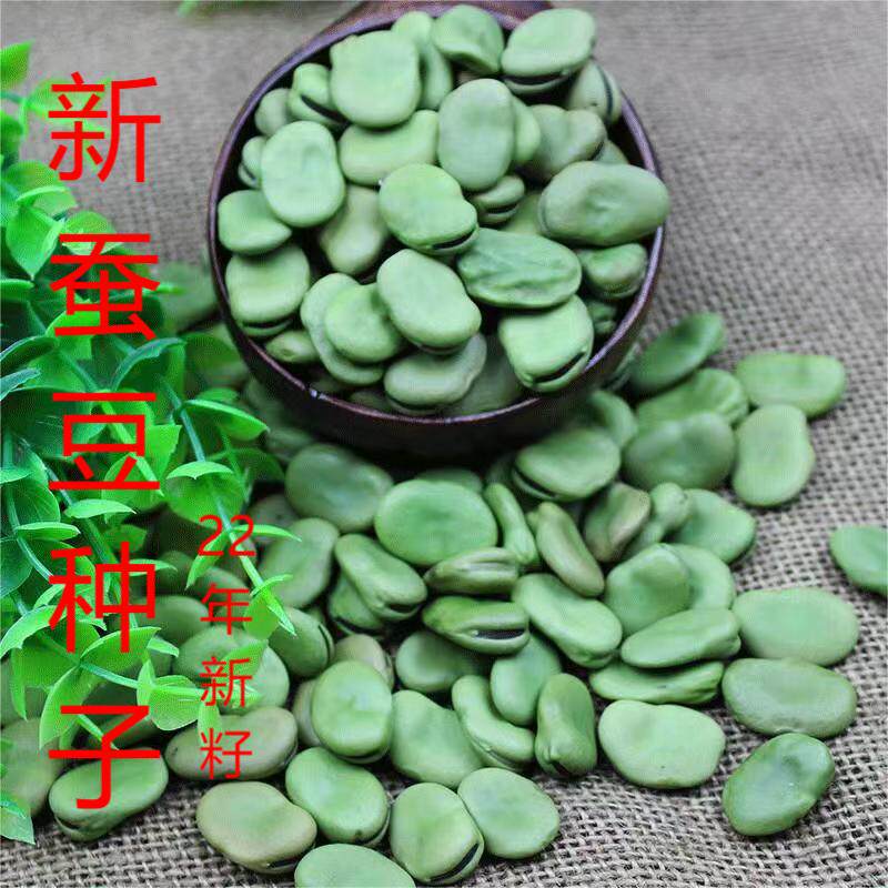 蚕豆种籽南方种特大蚕豆种子罗汉豆种籽胡豆豌豆蔬菜种孑菜籽高产