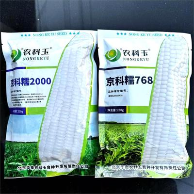 京科糯2000农科糯336白糯玉米
