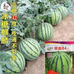 早春8424甜王麒麟西瓜种子大果懒汉西瓜种子阳台基地专用蔬菜种子
