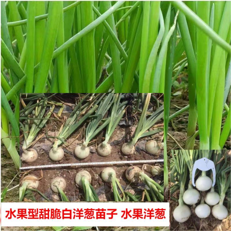 脆甜白洋葱苗子水果洋葱圆葱皮牙子苗子栽子白葱头阳台蔬菜专用苗