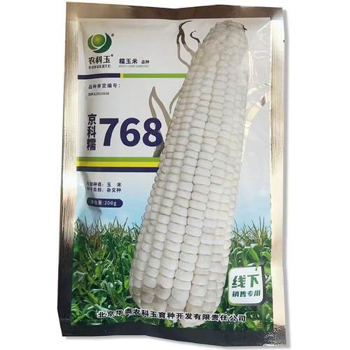 京科糯768白糯玉米种子