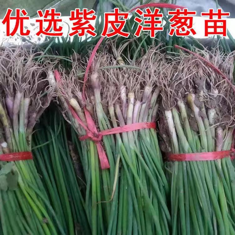 红皮洋葱种子种籽种植苗特大圆葱耐寒紫皮四季葱种孑蔬菜幼苗苗子