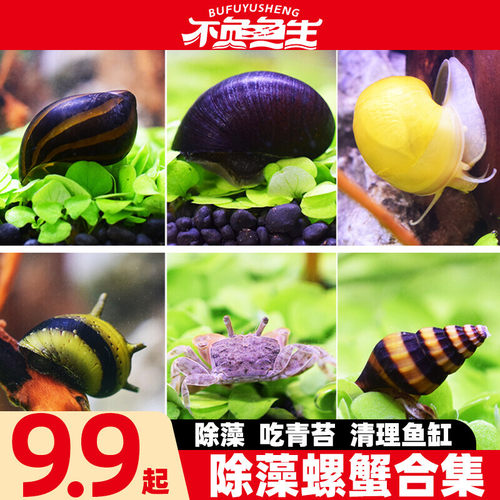 除藻观赏螺活体淡水工具螺清洁螺斑马螺黑金刚螺杀手螺小型迷你蟹