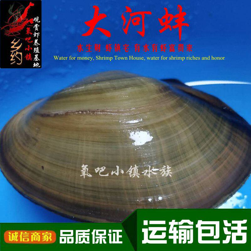 河蚌大田螺净化水质淡水冷水除藻螺活体非野生大河蚬氧吧小镇包邮