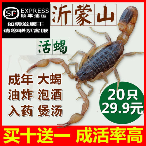 蝎子活体正宗沂蒙野性十足全蝎活蝎子煲汤入药油炸泡酒食用药用