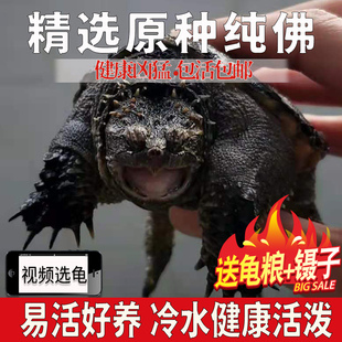 鳄龟爆刺凶猛佛鳄乌龟活物原种纯佛杂佛大鳄小鳄龟苗淡水大刺鳄