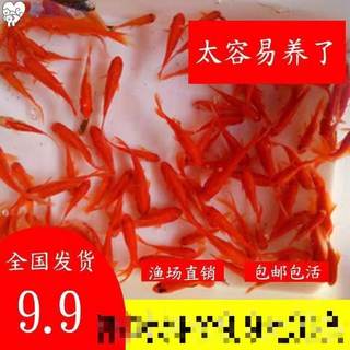 草金鱼苗红鲫鱼活体金鱼冷水鱼观赏鱼活鱼龙鱼乌龟饲料花鲫锦鲤