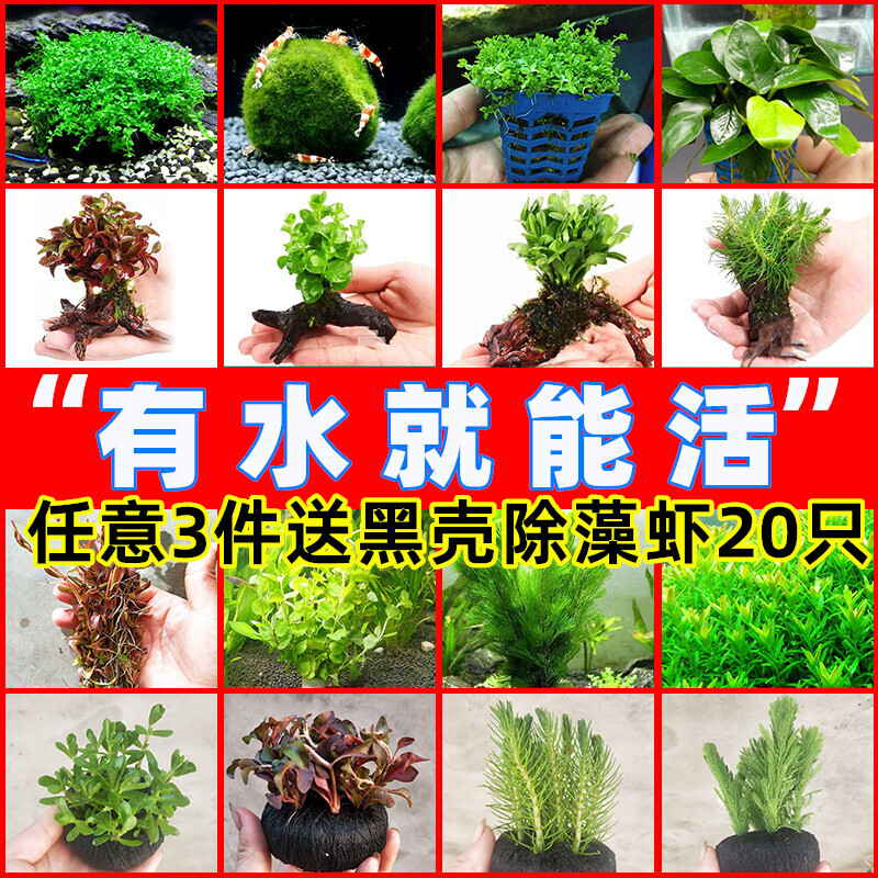 水草植物莫斯鱼缸活体懒人淡水造景矮珍珠水榕新手套餐红宫廷蜈蚣