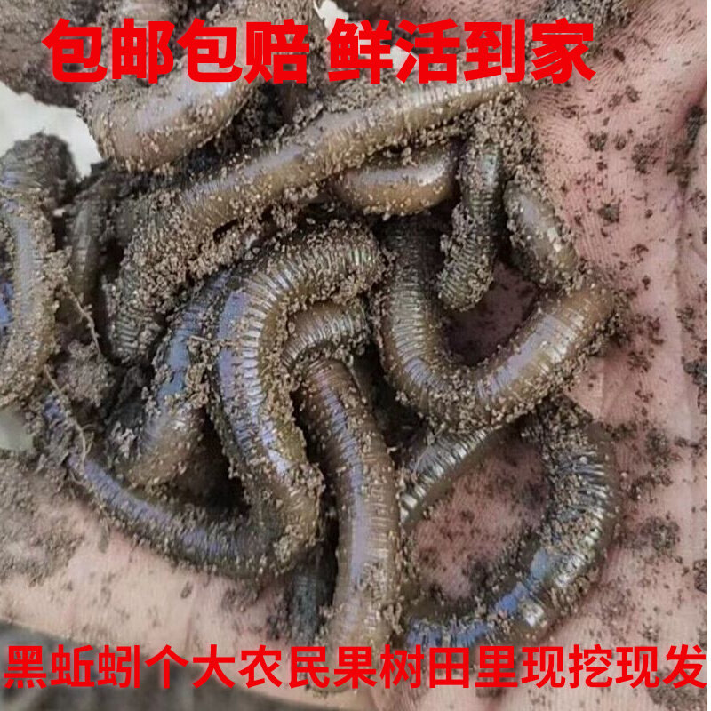 鲜活青蚯蚓钓黄鳝活体黑蚯蚓特大臭蚯蚓地龙松土蚯蚓垂钓钓鱼活饵