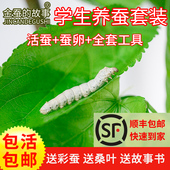 科普蚕宝宝活体套装 金丝蚕卵新鲜桑叶幼虫活体白色饲料养蚕彩顺丰